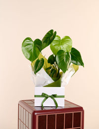 Monstera
