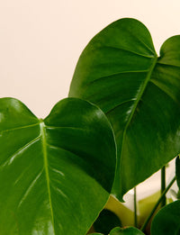Monstera + a Green Pot