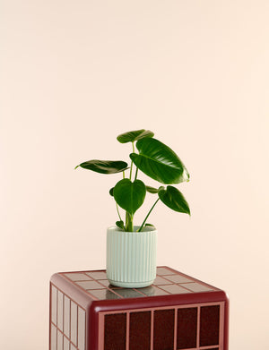 Monstera + a Green Pot