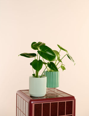 Monstera + a Green Pot