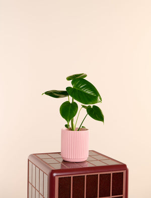 Monstera + a Pink Pot