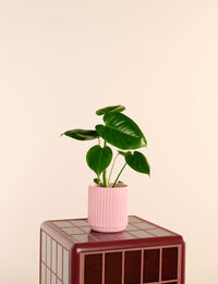 Monstera + a Pink Pot