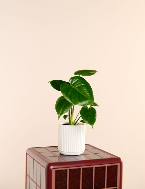 Monstera + a White Pot