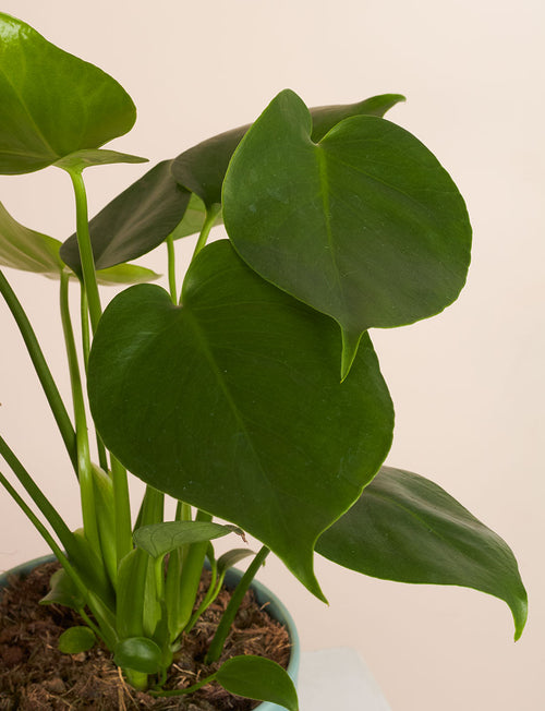 Monstera + a White Pot
