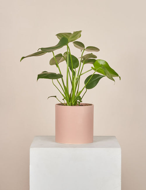 Monstera + a Pink Pot