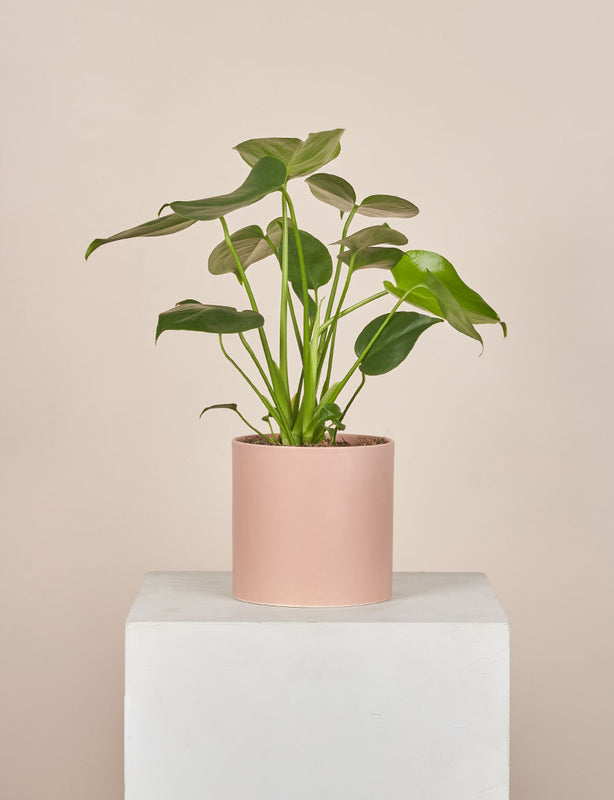 Monstera + a Pink Pot | Daily Blooms - Same Day Plant Delivery