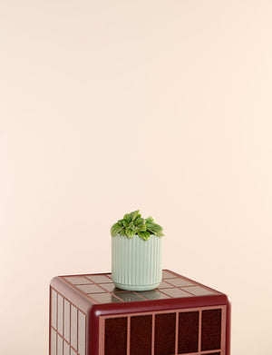 Moonlight + a Green Pot