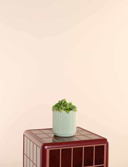 Moonlight + a Green Pot