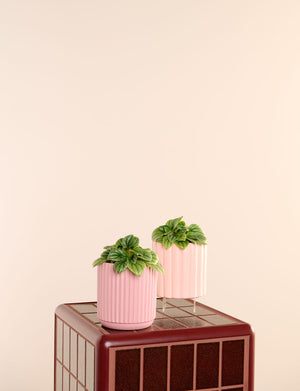 Moonlight + a Pink Pot