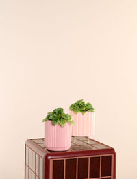 Moonlight + a Pink Pot