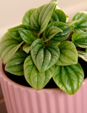 Moonlight + a Green Pot
