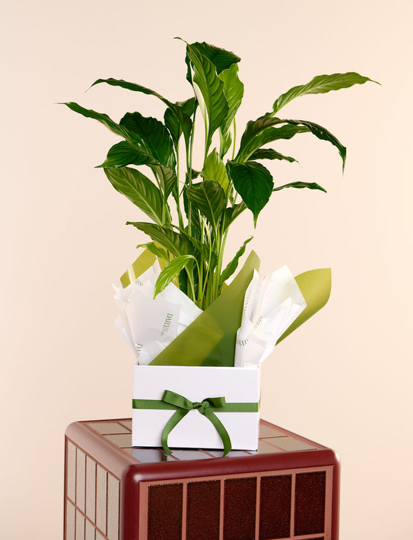Large Peace Lily