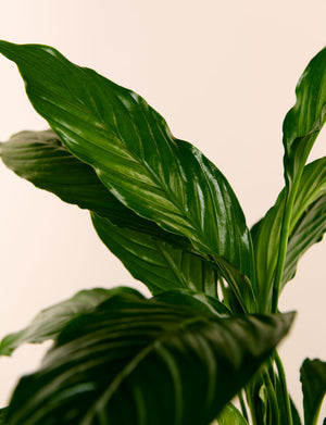 Peace Lily + a Green Pot