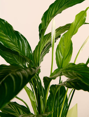 Large Peace Lily