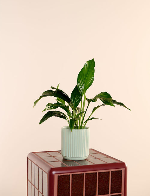 Peace Lily + a Green Pot