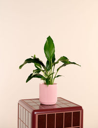 Peace Lily + a Pink Pot