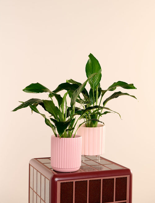 Peace Lily + a Pink Pot