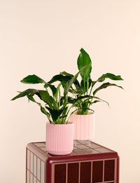 Peace Lily + a Pink Pot