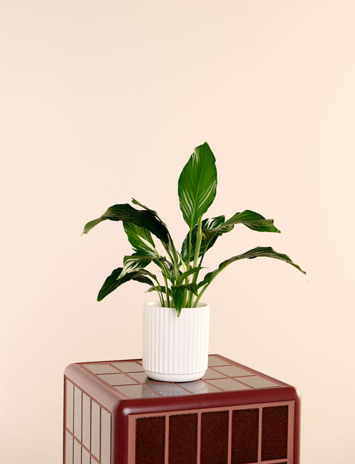 Peace Lily + a White Pot