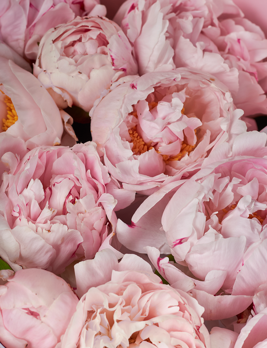 Peonies