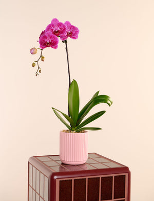 Phalaenopsis Orchid + a Pink Pot
