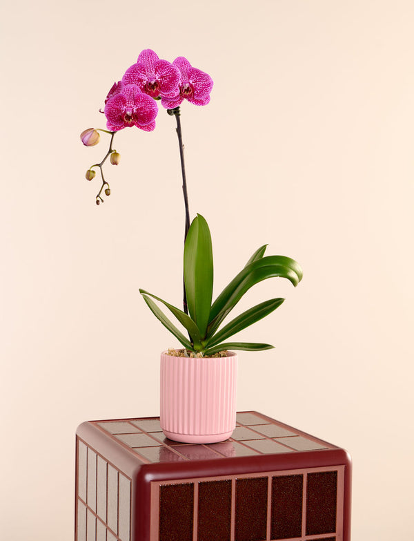 Phalaenopsis Orchid + a Pink Pot