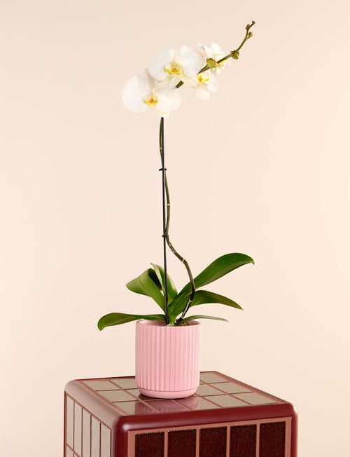 Phalaenopsis Orchid + a Pink Pot
