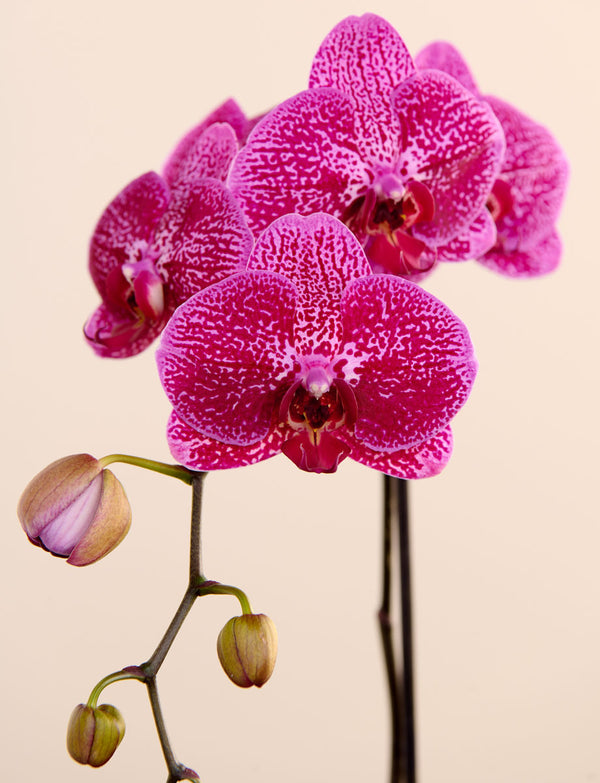 Phalaenopsis Orchid + a Pink Pot