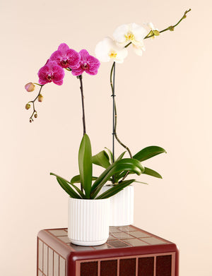 Phalaenopsis Orchid + a White Pot