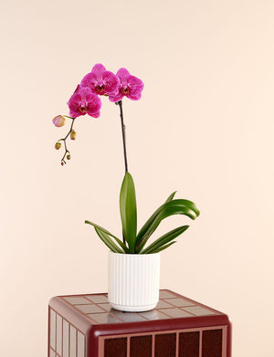 Phalaenopsis Orchid + a White Pot