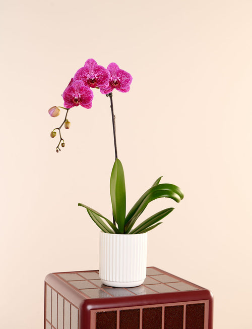 Phalaenopsis Orchid + a White Pot