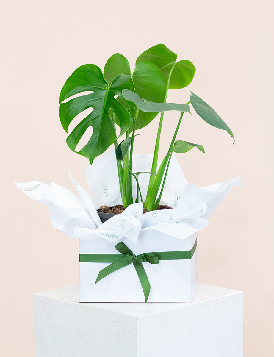 Monstera | House Plant | Daily Blooms - Same Day Plant Delivery