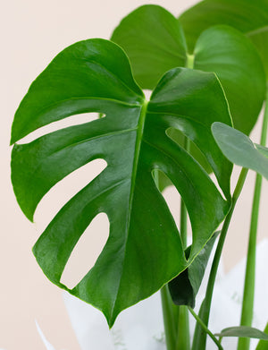 Monstera