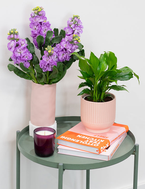 Peace Lily + a Pink Pot