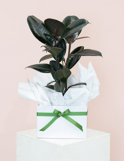 Ficus Elastica - Rubber Plant