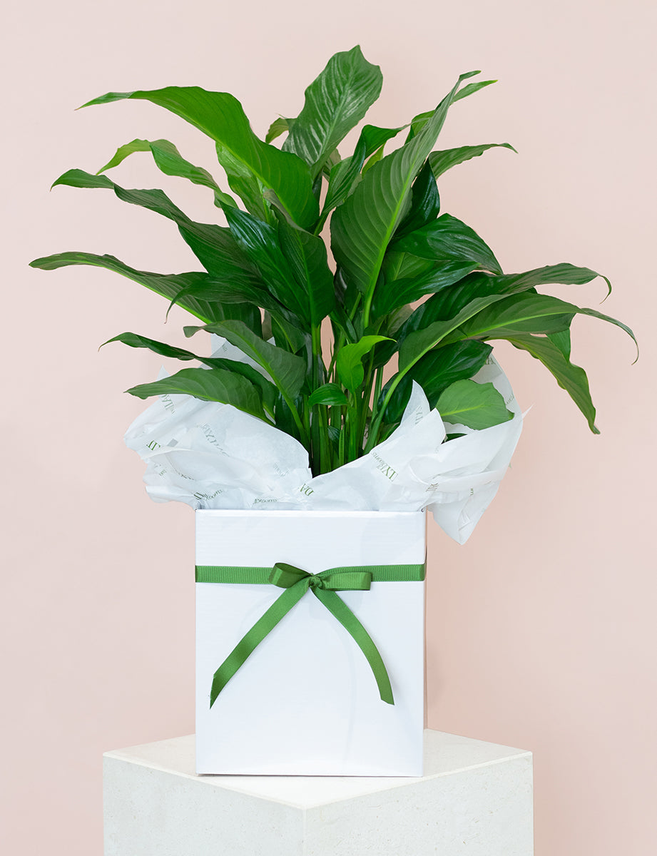 Large Peace Lily