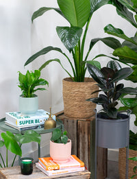 Peace Lily + a Pink Pot