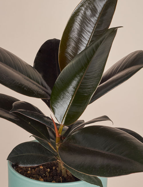 Ficus Elastica + a Green Pot