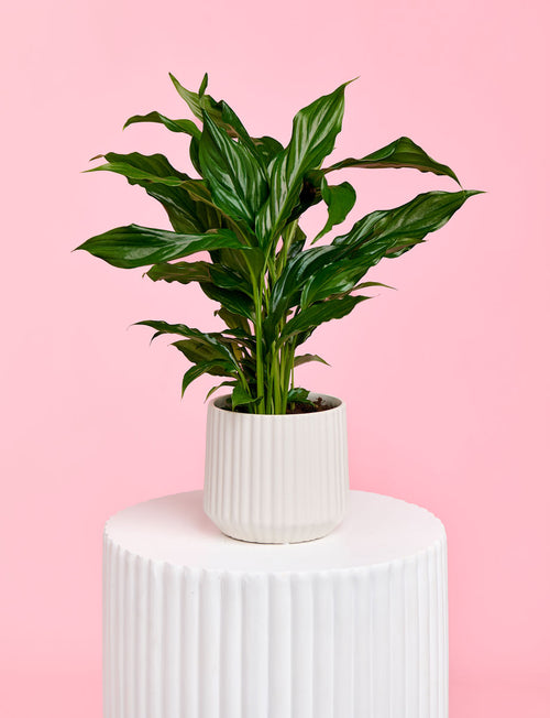 Christmas Peace Lily + White Pot