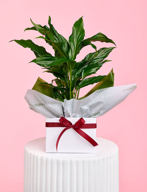 Christmas Peace Lily + White Pot