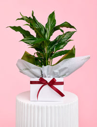 Christmas Peace Lily + White Pot