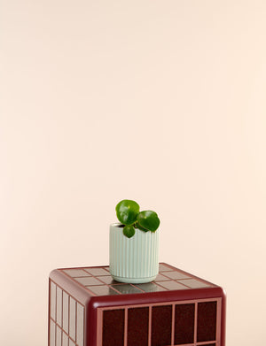 Raindrop + a Green Pot