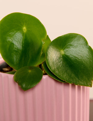 Raindrop + a Pink Pot