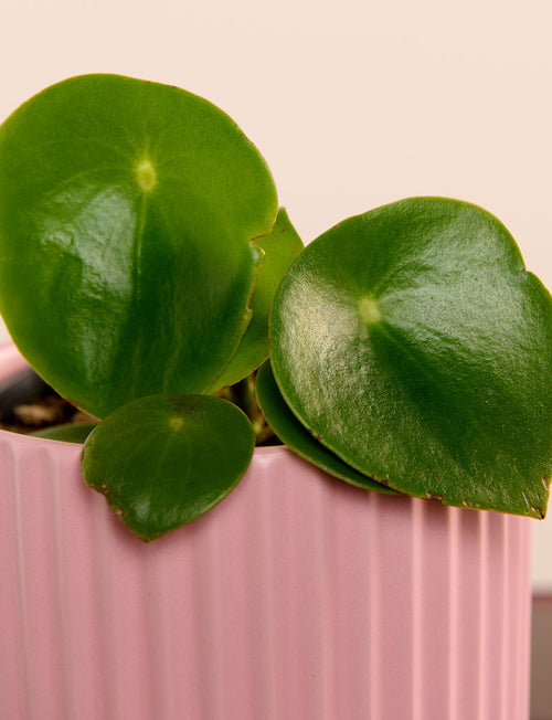 Raindrop + a Pink Pot