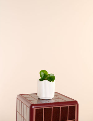 Raindrop + a White Pot