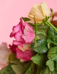 Half A Dozen Mixed Roses