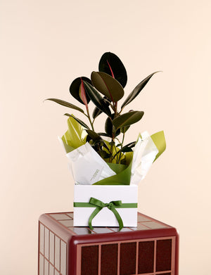 Ficus Elastica - Rubber Plant