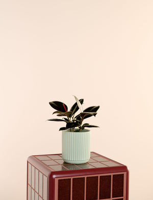 Ficus Elastica + a Green Pot