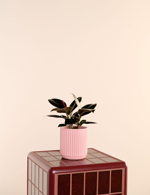 Ficus Elastica + a Pink Pot