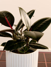 Ficus Elastica + a White Pot